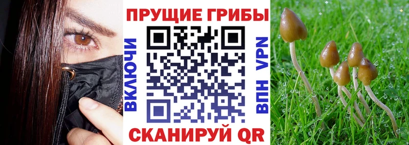 Галлюциногенные грибы Psilocybine cubensis  хочу наркоту  гидра как войти  Пыталово 